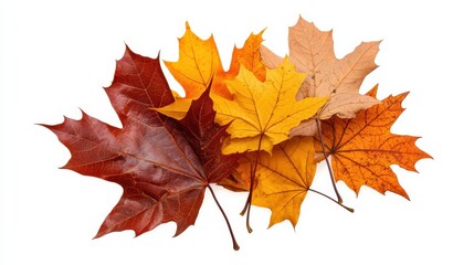 Fototapeta premium Close-up of colorful autumn leaves in mid-fall, isolated on a white background, showcasing their intricate details and textures, ideal for use in nature-themed designs and advertisements