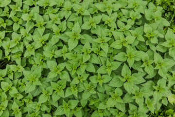 Stinging nettle is a genus of plants from the Stingaceae family. It grows in the temperate zone all over the world.