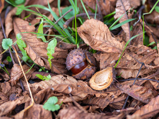 Chestnuts are a symbol of autumn. They are well-ripened fruits that naturally fall to the ground.
