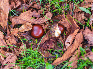 Chestnuts are a symbol of autumn. They are well-ripened fruits that naturally fall to the ground.