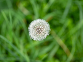 Meadows blooming with dandelions are also a symbol of spring. However, people like to blow the flowered dandelion.