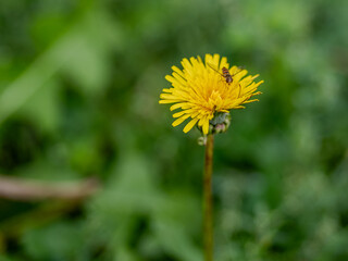 The beautiful yellow flowers of the dandelion decorate meadows and parks from April to October.