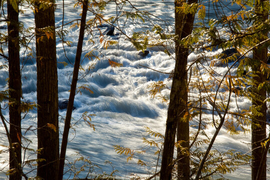 Trees and rough water, sunlight on autumn leaves and foaming water. 