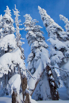 Snow covered fir trees