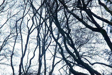 A tree with bare branches in winter. 