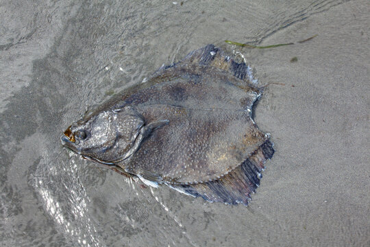 Flounder lying on a beach in the Strait of Juan de Fuca.