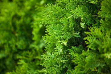 Close up of lush green foliage of a Western Red Cedar.