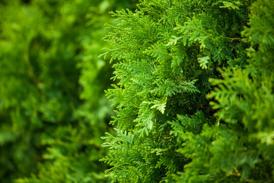 Close up of lush green foliage of a Western Red Cedar.