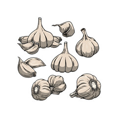 Garlic vector illustration hand drawn style