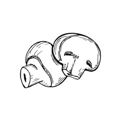 Mushroom sketch outline illustration. Simple doodle drawing in engraving style. Hand drawn vector line art clipart isolated on white background