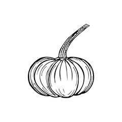 Pumpkin sketch outline illustration. Simple doodle drawing in engraving style. Hand drawn vector line art clipart isolated on white background