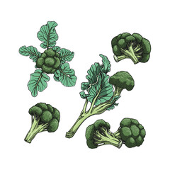 Broccoli illustration vector hand drawn