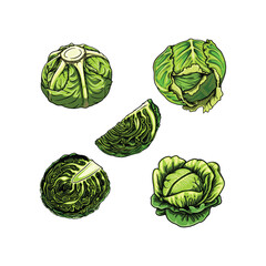 Cabbage with big bright green leaves in vector illustration