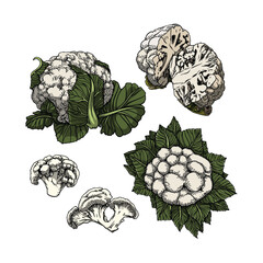 Cauliflowers vector in many color and texture