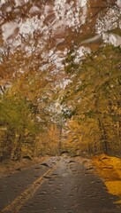 Painted by rain, colorful autumn through a rainy wind shield 