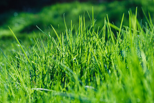 Close up of blades of growing lush green grass.