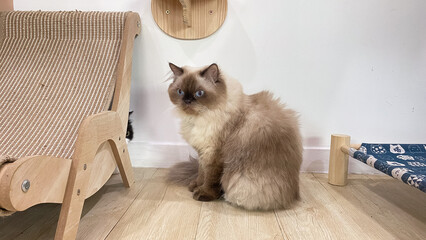 A gray cat with a sulking expression, looking moody and reserved.