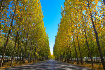 Naklejka premium Asphalt road through colorful deciduous forest in the autumn