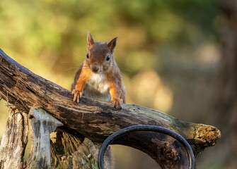 Curious little scottish red squirrel in the woodland