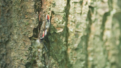 Fototapeta premium Pretty. Butterfly red admiral on the tree bark. Butterfly on tree trunk in summer forest. Close up.