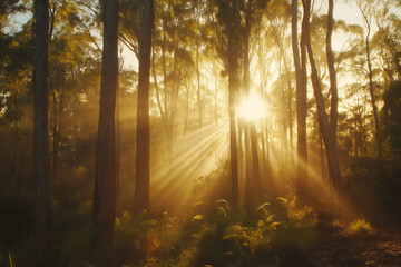 Fototapeta premium Golden hour tree light, ray light sunset through branches.