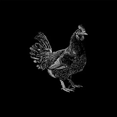 Dorking Chicken hand drawing vector isolated on black background.