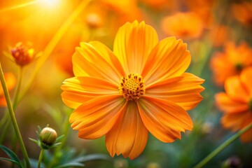 Close-Up of Sulfur Cosmos Flowers in Natural Sunlight – Stunning Macro Photography of Cosmos Sulphureus with Vibrant Colors and Intricate Petal Details