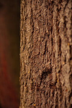 Close up of Douglas Fir tree bark