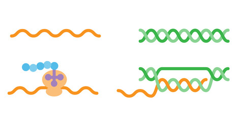 DNAとRNAとtRNA