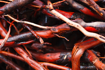 Twisted alder branches on a beach