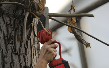 electric pruner in the hands of a worker