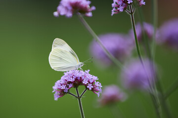 アザミと紋白蝶