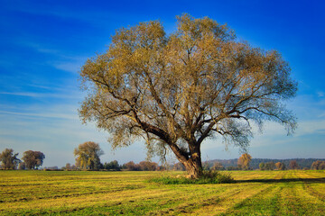 Obraz premium autumn landscape with tree - Baum - Landschaft - Feld - Wolken - Wiese - Natur - Scenic - Concept - Ecology - Environment
