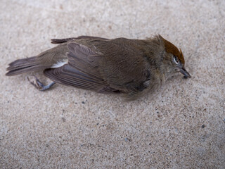 a dead bird, accident, animal, background, beak, bird, bird killed, body, broke, brown, closeup,...