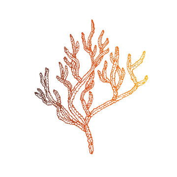 recommend clip art: Vector red coral. Hand painted line reef sketch. Graphic tropical clip art isolated on background. Underwater illustration. For designers, invitations, decoration, postcards, 