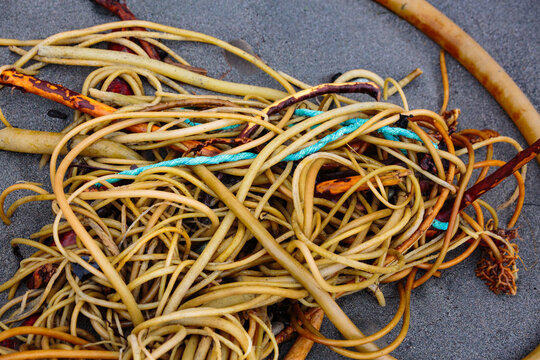 Synthetic rope entangled with bull kelp on beach