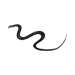 Obraz premium Flying Snake hand drawing vector isolated on background.