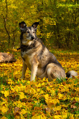 A dog in the forest.