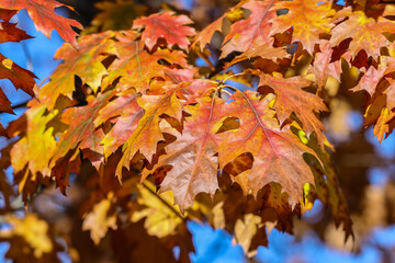 impression of leaves and autumn colors