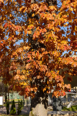 Naklejka premium impression of leaves and autumn colors