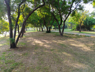 Beautiful Out Door Park View in The Morning Sun Light, Natural Beauty, Big Tree Plant and Track Between Park