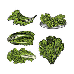 Lettuce Vector illustration in hand draw style