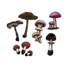 Mushroom cartoon illustration in hand draw style