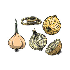 Onion Vector illustration in hand draw style