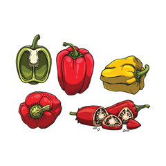 Paprika orange red green yellow fresh organic vegetables vector illustration