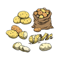 Collection of Potato vector illustrations isolated on white background