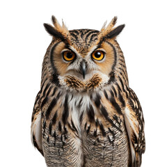 Obraz premium great horned owl front view on white, transparent background png