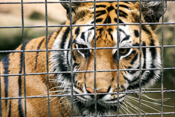 Close Up of Tiger Looking at Camera on Cage