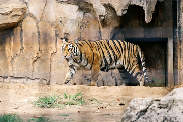 Portrait of Tiger Walking on Ground at Zoo