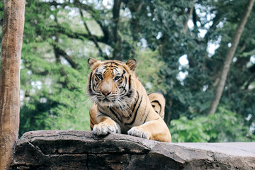 Obraz premium Low Angle of Tiger Sitting on Ground While Sticky Out Tongue Against Nature Background